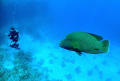   Diver Napoleon grab shot  